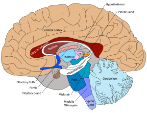 Alternative Holistic PTSD Treatment Center in Sedona, AZ